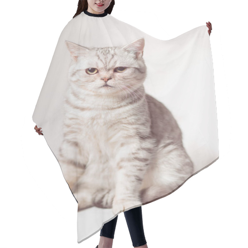 Personality  European Cat In Front On A White Background Hair Cutting Cape