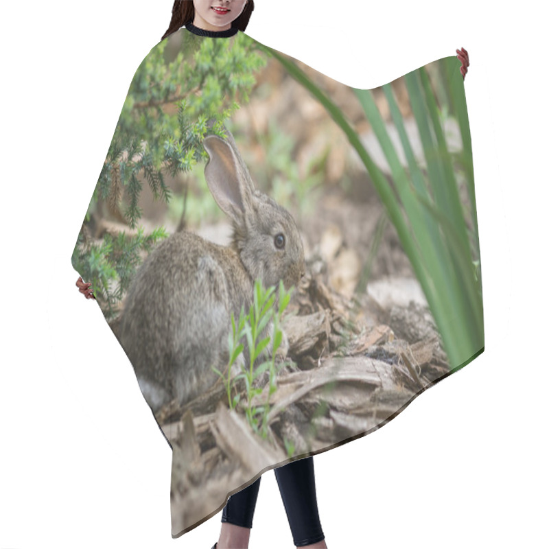 Personality  Rabbit Is Beautiful Animal Of Nature Hair Cutting Cape