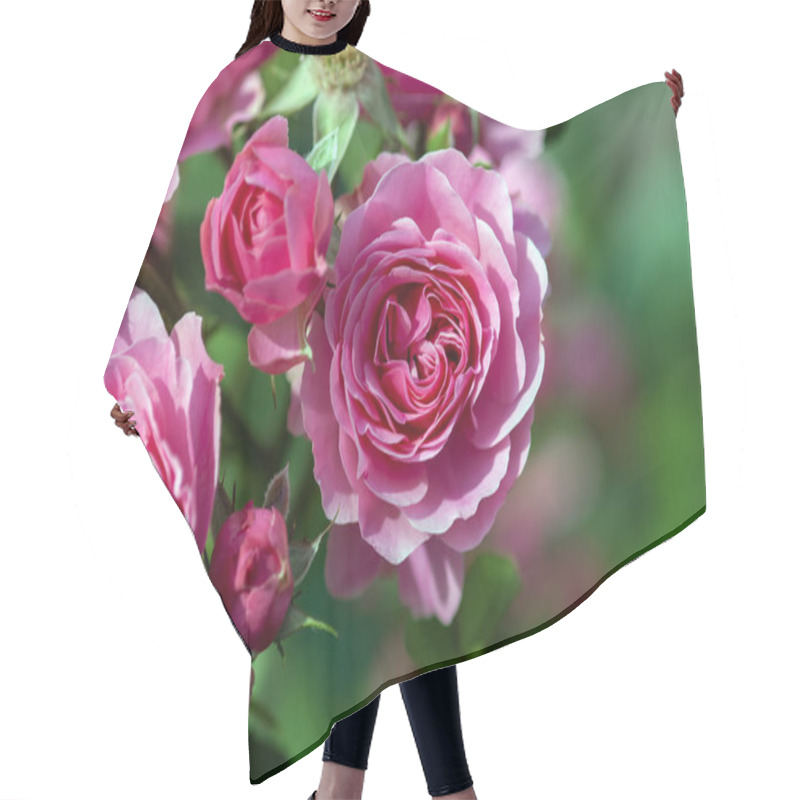 Personality  Pink Bulgarian Rose Bush Blooming In Summer Garden Hair Cutting Cape