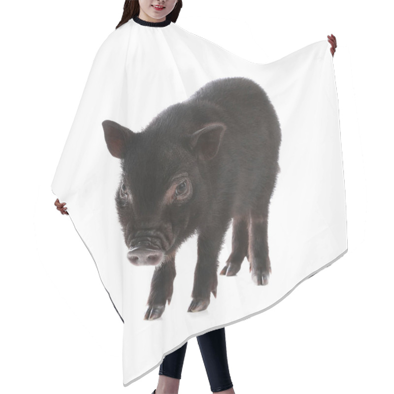 Personality  Adorable Black Mini Pig On White Background Hair Cutting Cape