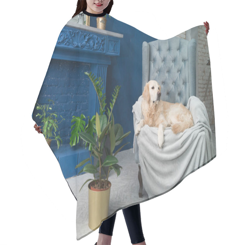 Personality  Golden Retriever Pure Breed Puppy Dog On Gray Armchair In House Or Hotel Lobby. Classic Style With Green Plants Cement Blue Brick Walls Living Room Interior Art Deco Apartment. Pets Friendly Concept. Hair Cutting Cape