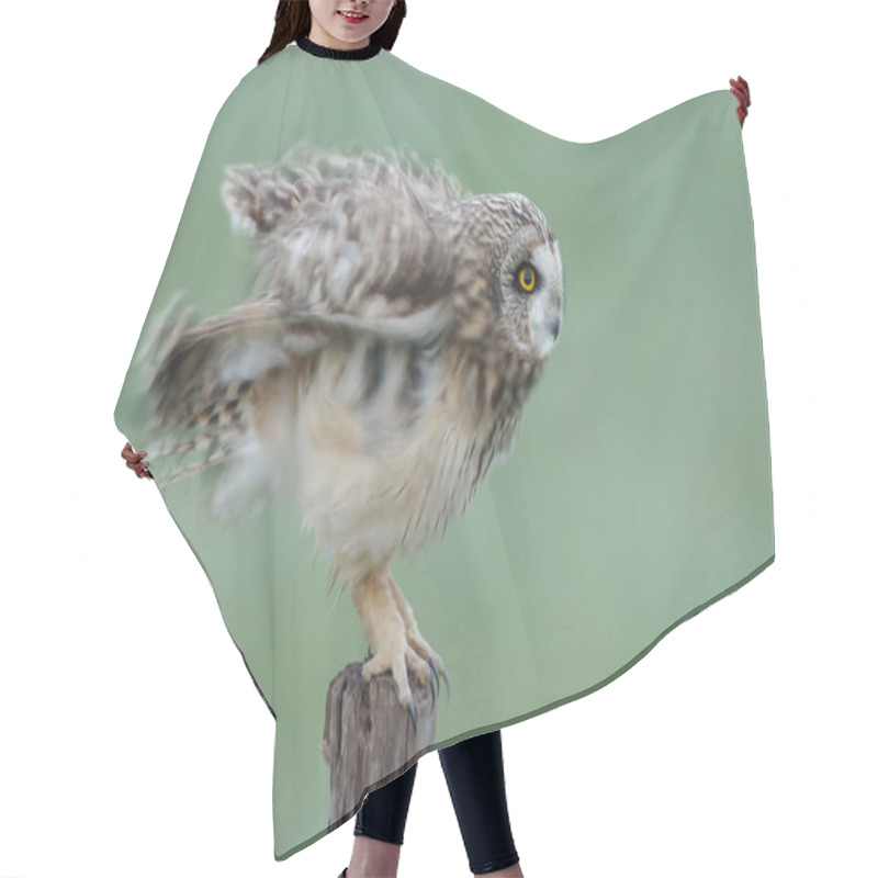 Personality  Short Eared Owl Hair Cutting Cape