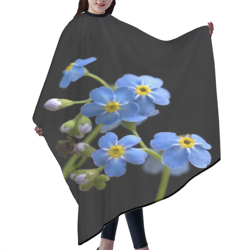 Personality  Sumpfvergissmeinnicht, Myosotis Palustris, Wasserpflanzen Hair Cutting Cape