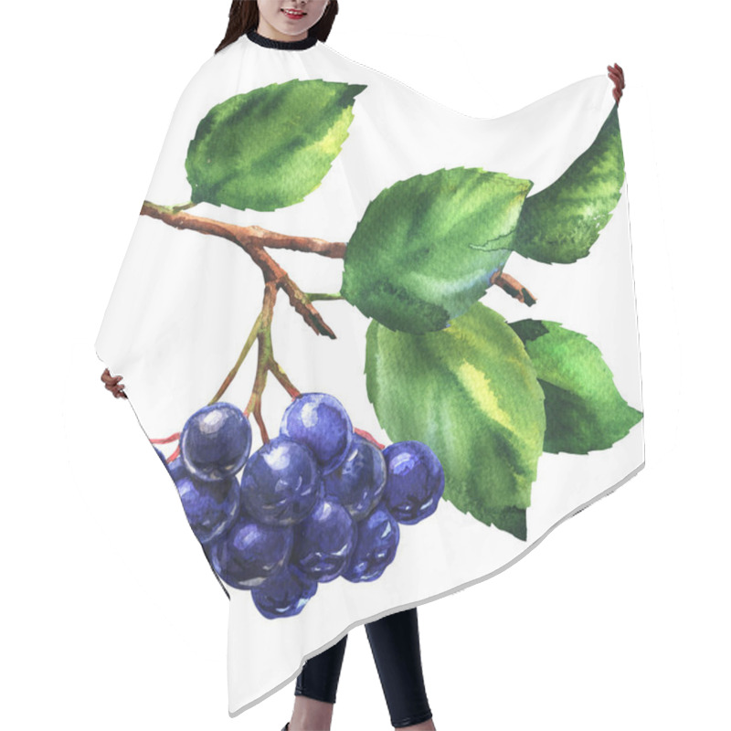 Personality  Branch Of Black Chokeberry, Aronia Melanocarpa, Fresh Aronia Berries With Leaves, Isolated, Hand Drawn Watercolor Illustration On White Hair Cutting Cape