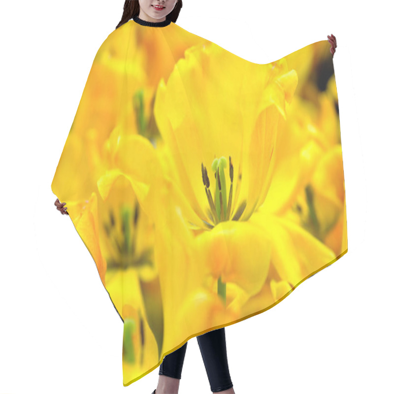 Personality  Blossoming Tulips Close Up Background Hair Cutting Cape