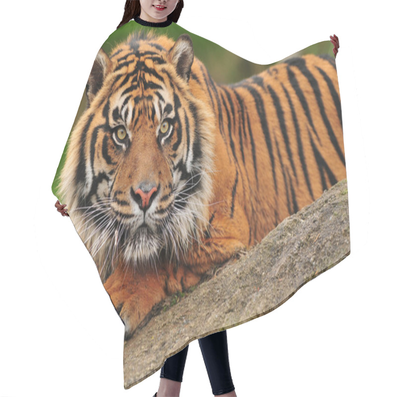 Personality  Sumatran Tiger Hair Cutting Cape