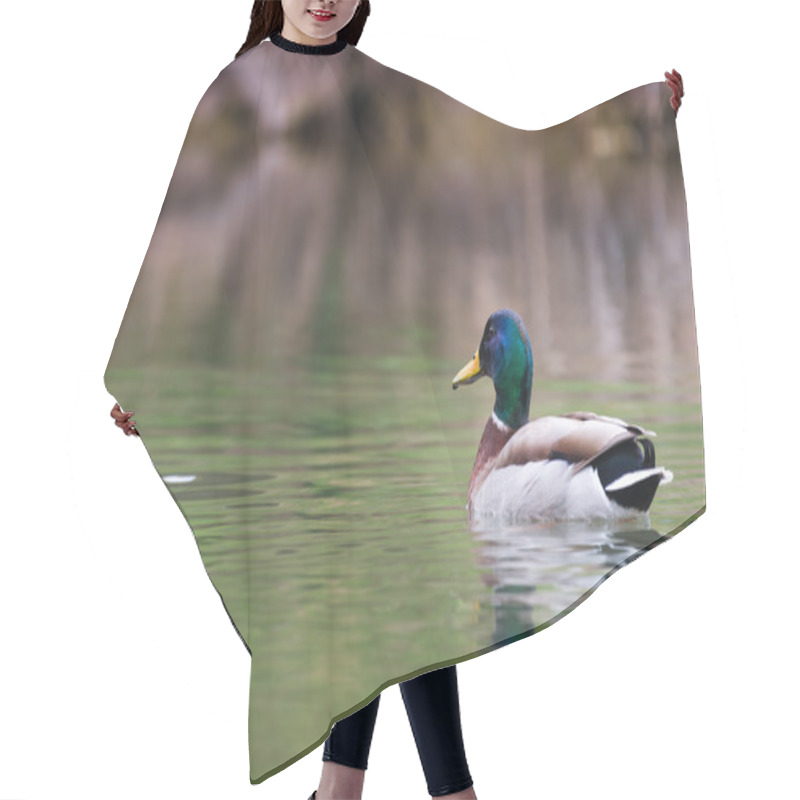 Personality  Male Drake Duck Swimming On Lake At Spring Hair Cutting Cape