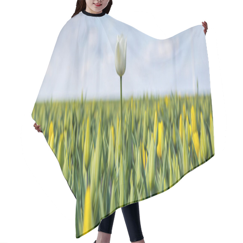 Personality  Web Banner With Yellow  Tulips Fields During Springtime In The N Hair Cutting Cape