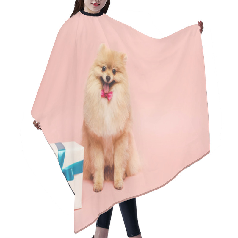 Personality  Fluffy Pomeranian Spitz Dog In Bow Tie With Birthday Present On Pink Hair Cutting Cape