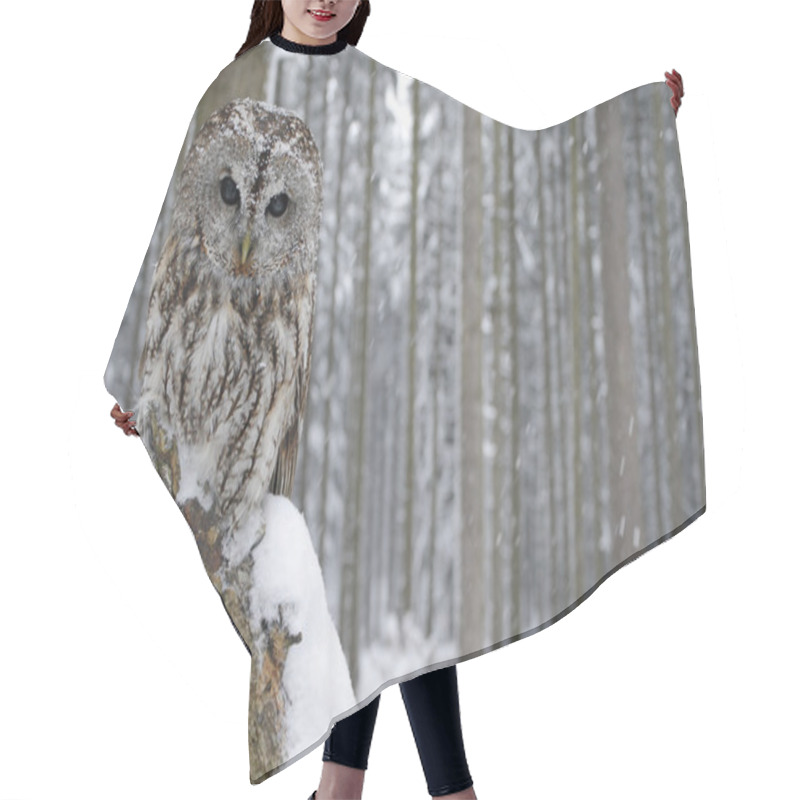 Personality  Tawny Owl Snow Covered Hair Cutting Cape