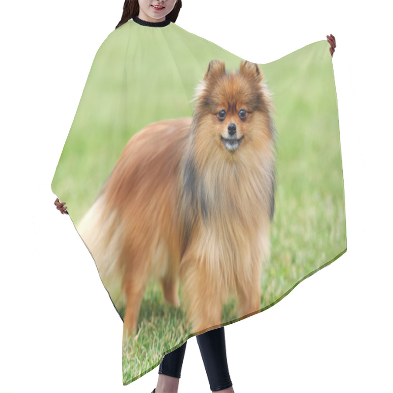 Personality  Brown Pomeranian Dog Hair Cutting Cape