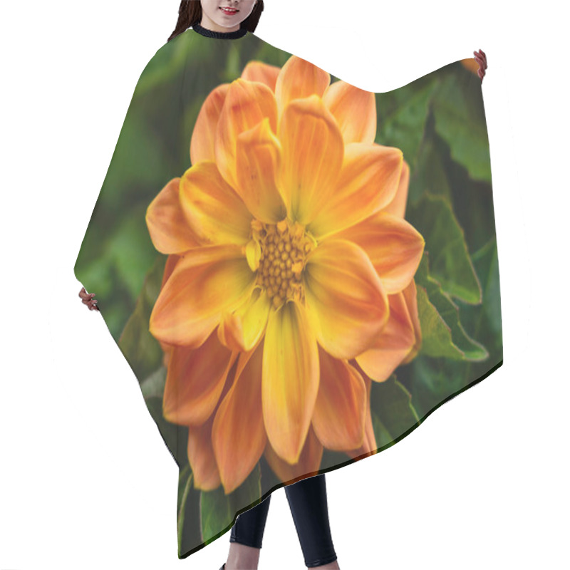 Personality  Close-Up Of Vibrant Orange Dahlia Flower Blooming Amidst Lush Green Foliage In Natural Outdoor Setting Hair Cutting Cape