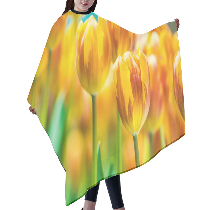 Personality  Yellow And Orange Tulips Blooming Brightly In A Lush Garden Surrounded By Green Leaves, Showcasing The Vibrant Beauty Of Spring. Hair Cutting Cape