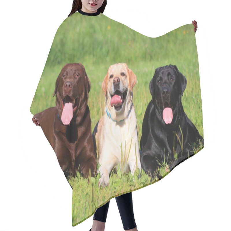 Personality  Three Labrador Retriever Dogs On The Grass Hair Cutting Cape