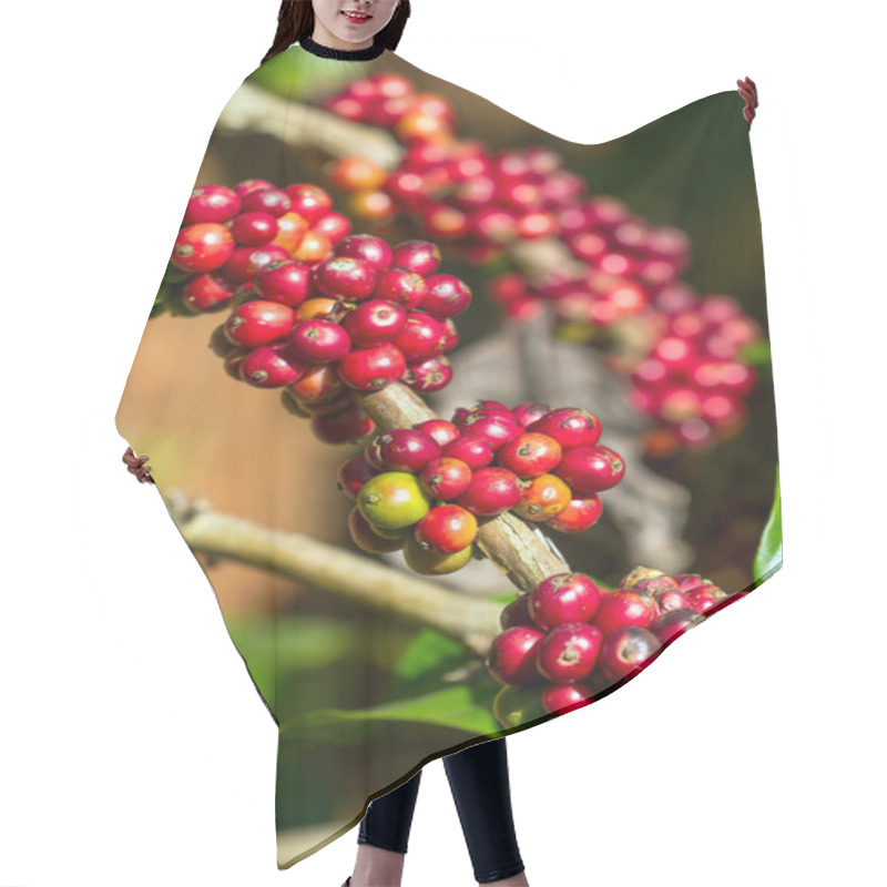 Personality  Coffee Beans Ripening On A Tree Hair Cutting Cape