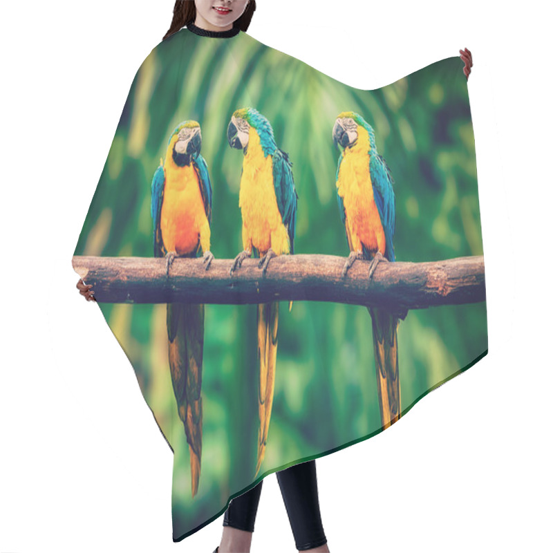 Personality  Blue-and-Yellow Macaw In Jungle Hair Cutting Cape