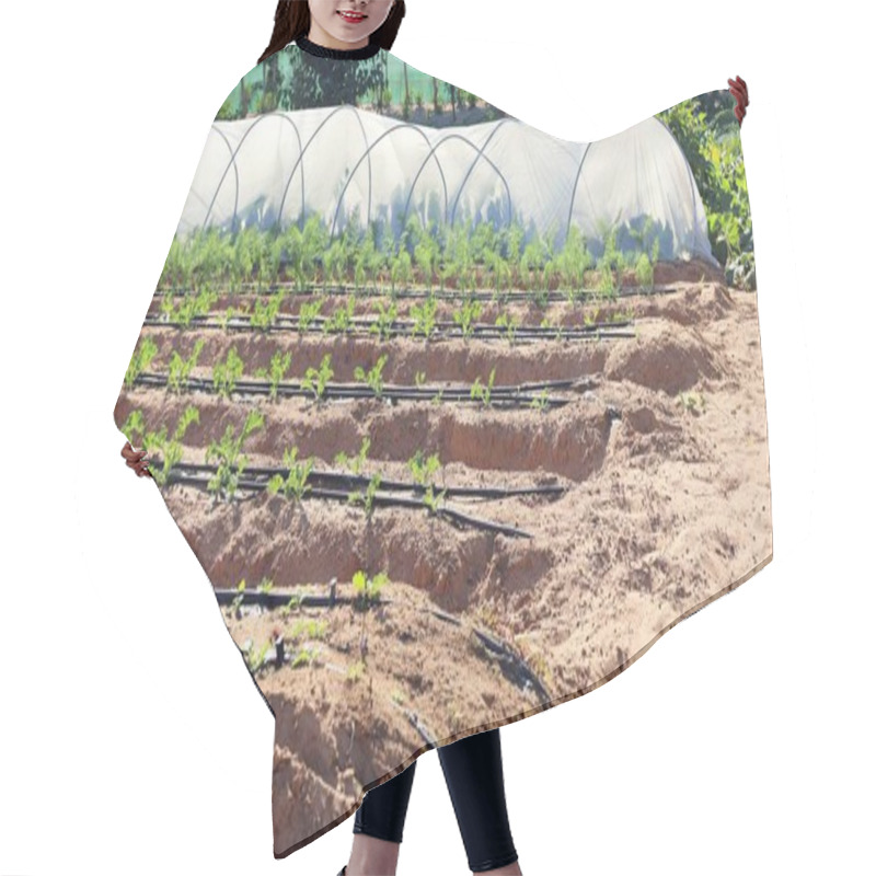 Personality  Biofarm Irrigation System Nurtures Planted Rows Under Bright Sunlight. Greenhouses In The Background Emphasize The Eco-friendly Biofarm With Efficient Irrigation System Concept.  Hair Cutting Cape