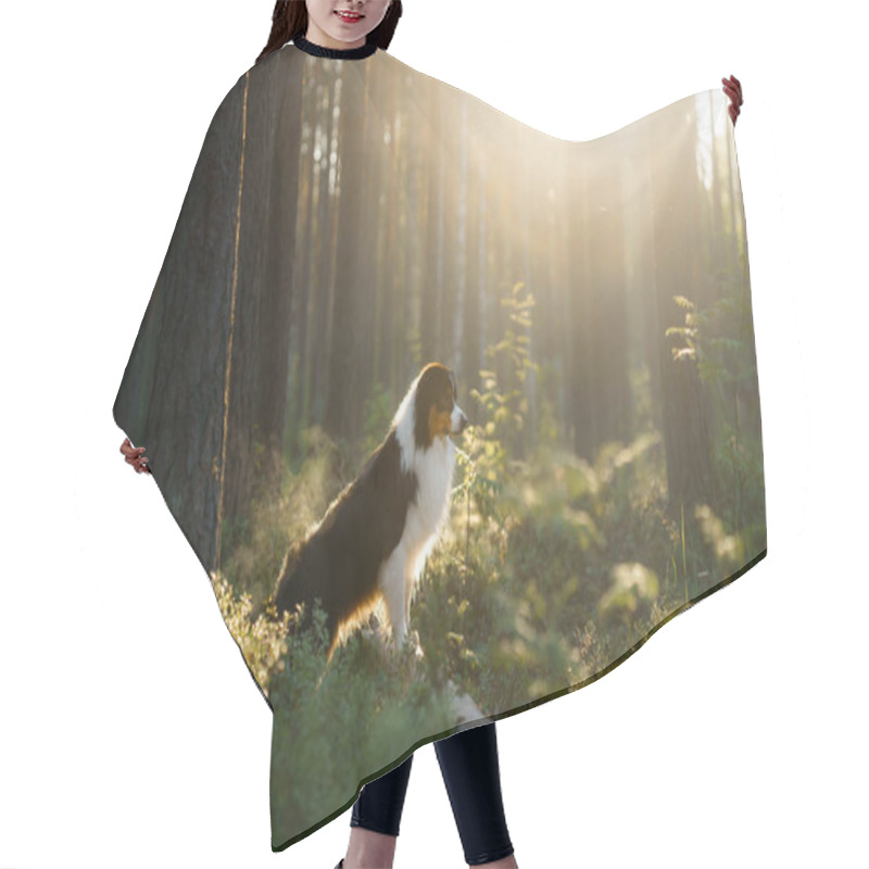 Personality  Dog In The Woods In The Sunbeams. Australian Shepherd In Nature Hair Cutting Cape