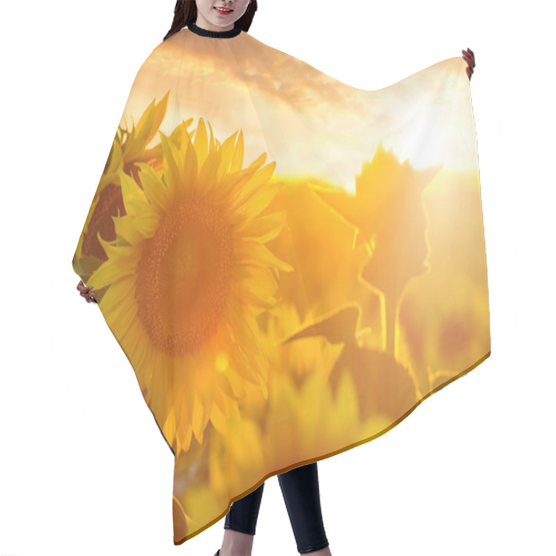 Personality  Summer Landscape: Beauty Sunset Over Sunflowers Field Hair Cutting Cape