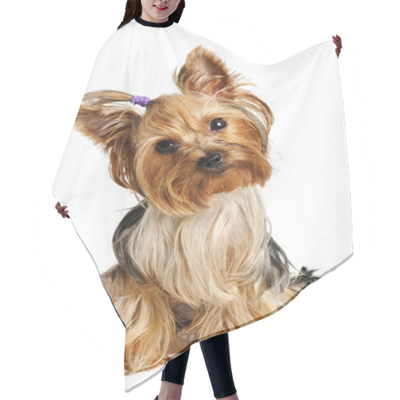 Personality  Yorkshire Terrier Hair Cutting Cape