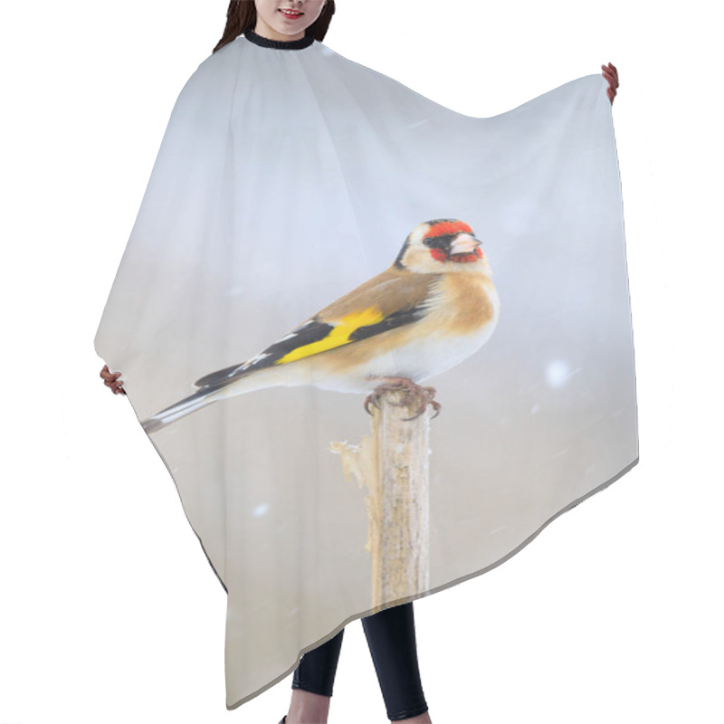 Personality  Small Bird European Goldfinch In Winter Hair Cutting Cape