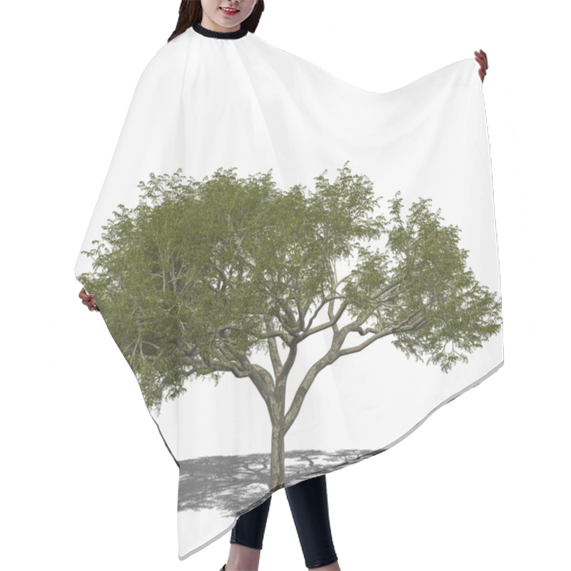 Personality  Rain Tree, Samanea Saman (summer) Hair Cutting Cape