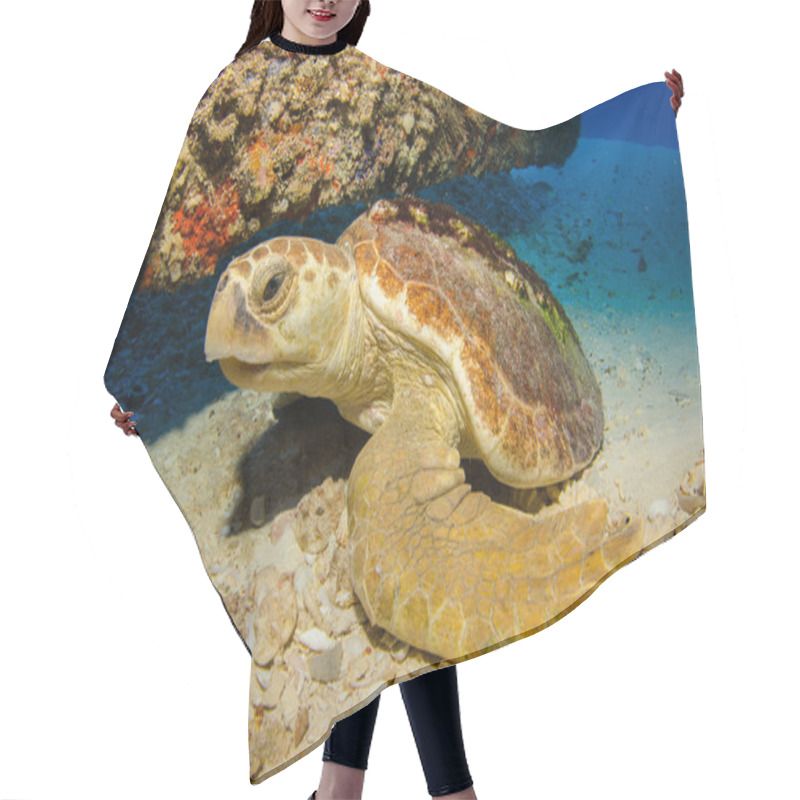 Personality  Loggerhead Turtle Hair Cutting Cape