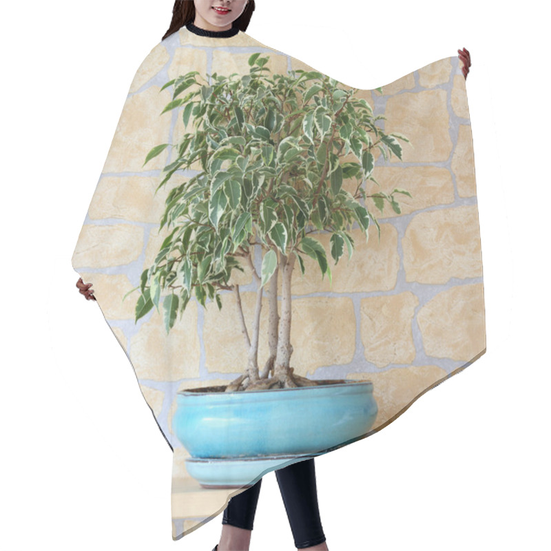 Personality  Ficus Benjamina Hair Cutting Cape