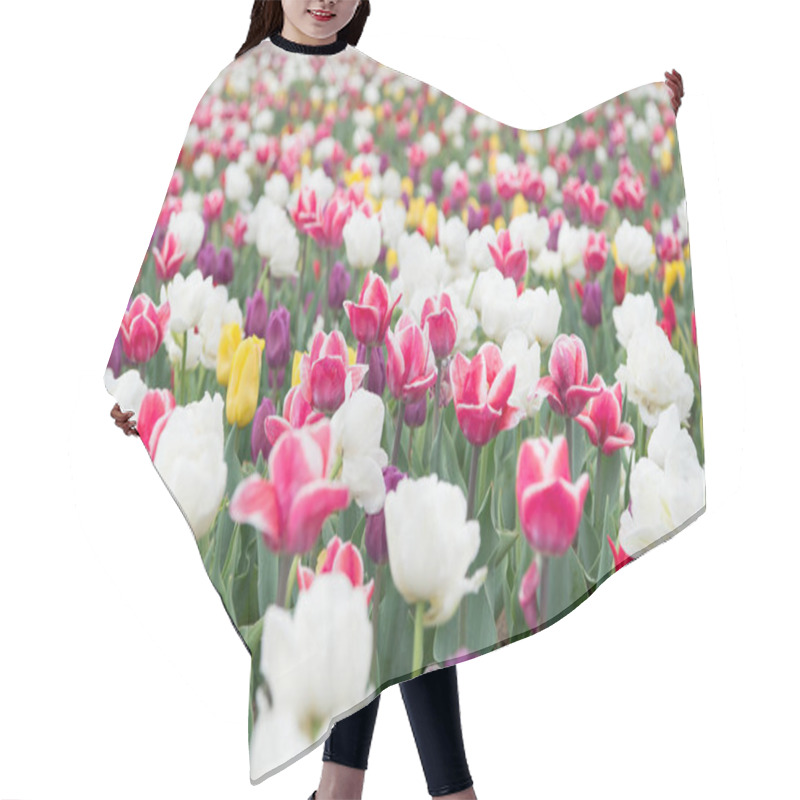 Personality  Happy Womens Day. Spring Floral Background. Perfume Fragrance And Aroma. Flowers Shop. Growing Flowers. Netherlands Countryside. Multicolored Flowers. Tulip Fields Colourfully Burst Into Full Bloom Hair Cutting Cape