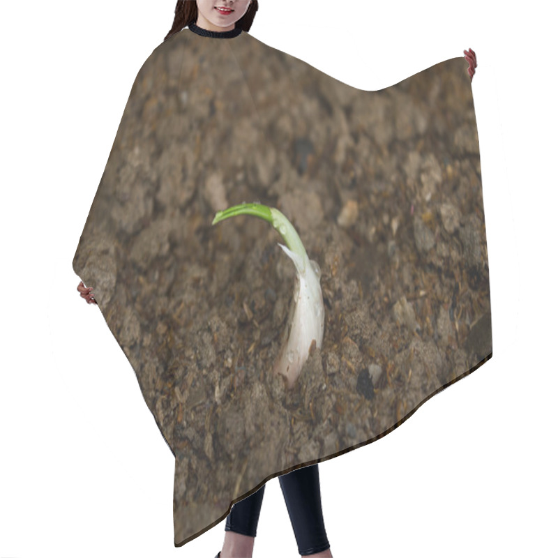 Personality  Sprouting Garlic Cloves Hair Cutting Cape