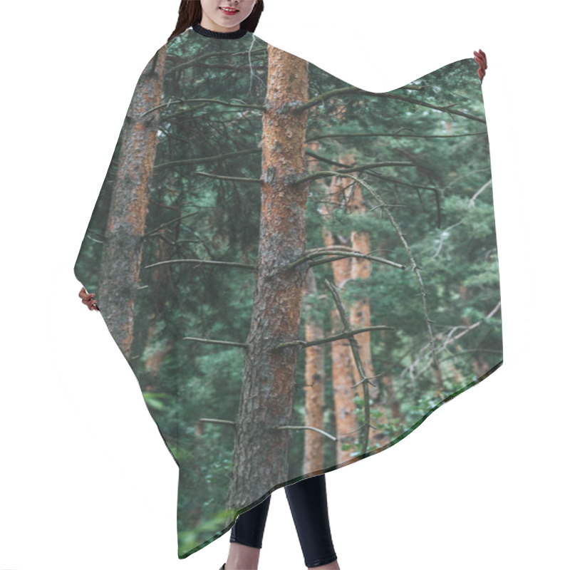 Personality  Dramatic Shot Of Beautiful Pine Forest Hair Cutting Cape