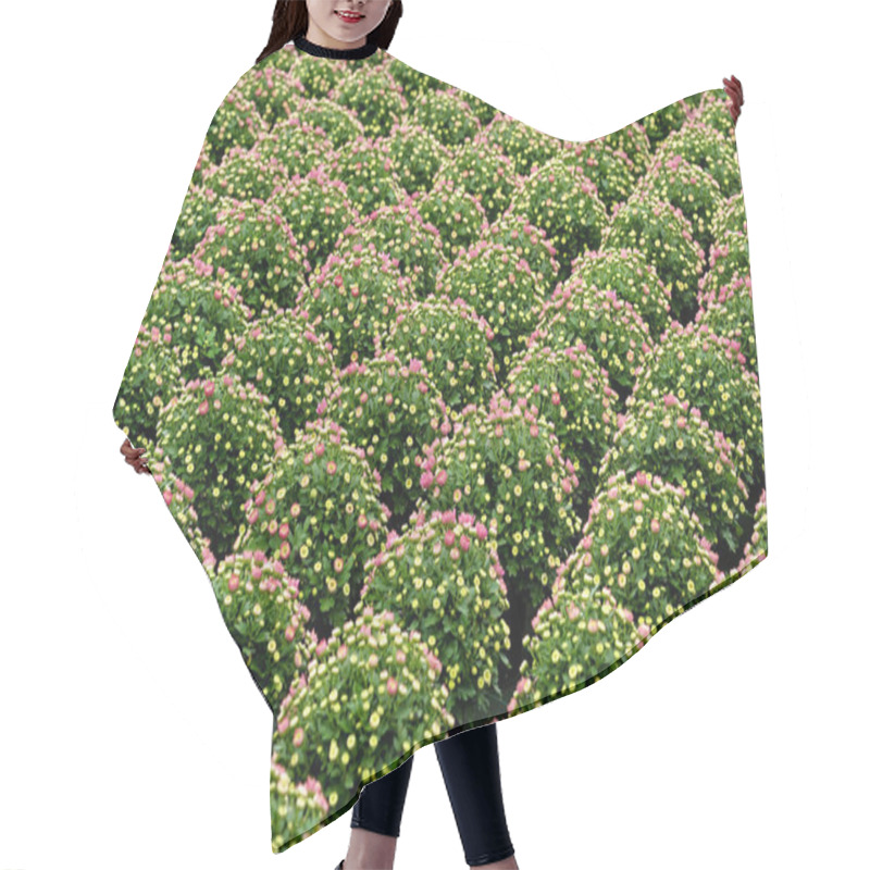 Personality  Rows Of Ornamental Chrysanthemum Plants Hair Cutting Cape