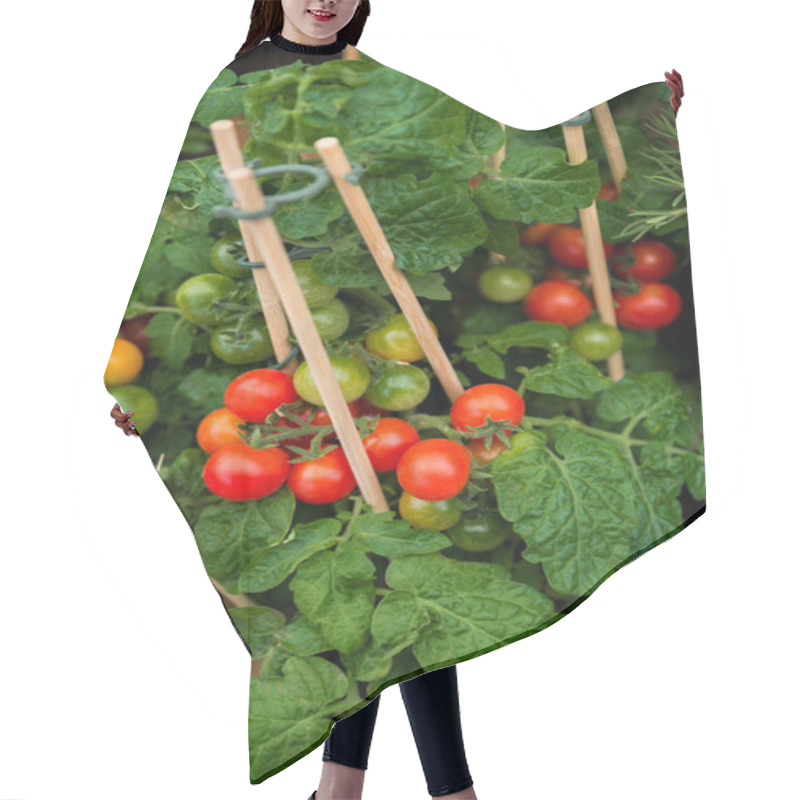 Personality  Close Up Image Of Ripe And Unripe Cherry Tomatoes On Wooden Sticks With Green Leaves  Hair Cutting Cape