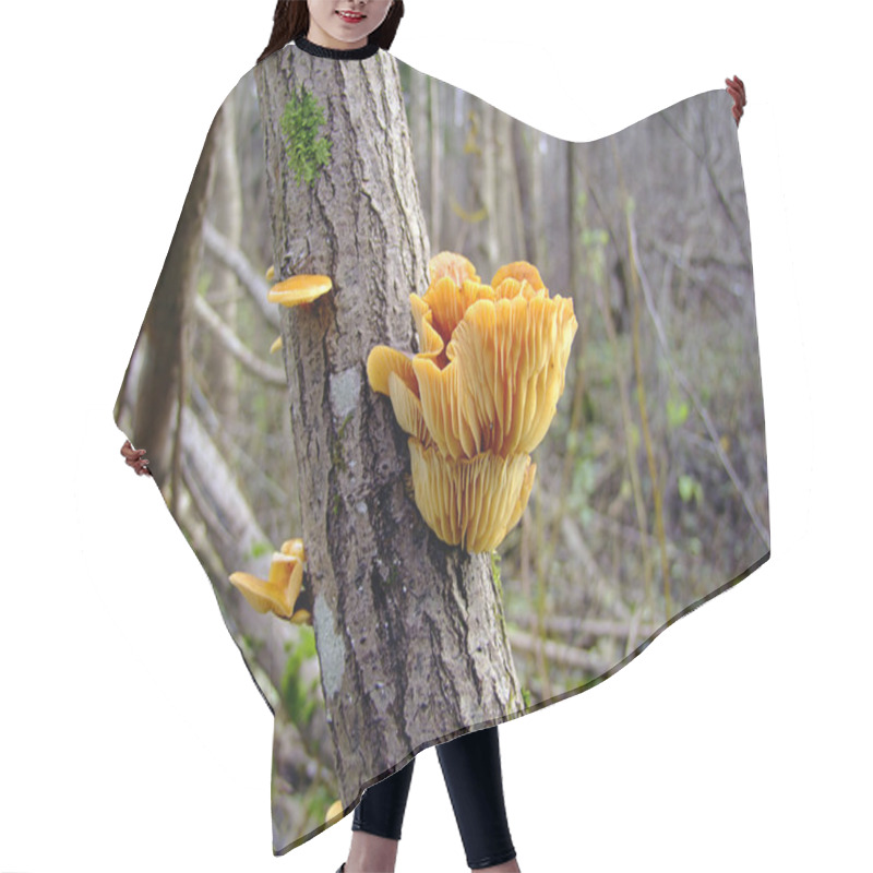 Personality  Mushrooms On A Tree, Autumn Forest Hair Cutting Cape