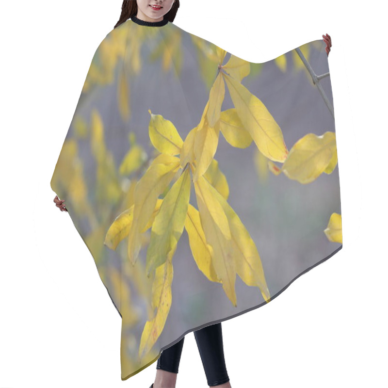 Personality  Yellow Pomegranate Leaves On The Tree In Autumn Hair Cutting Cape