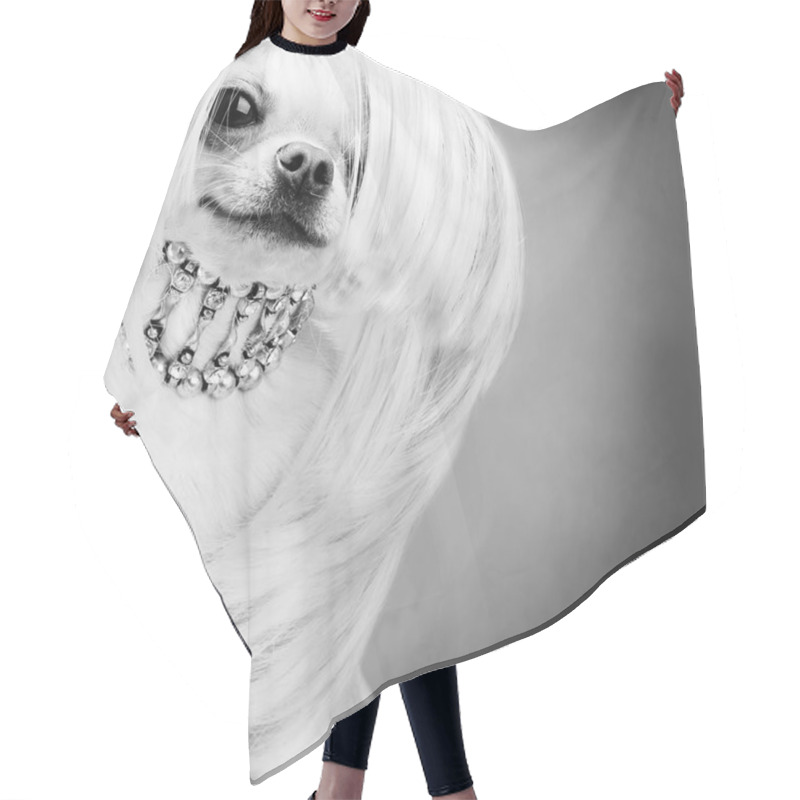 Personality  Purebred Chihuahua Dog Hair Cutting Cape