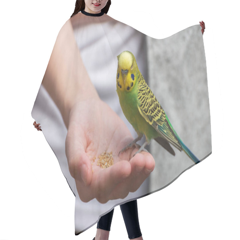 Personality  Budgerigar, Common Parakeet, A Small Parrot Is On The Palm Hair Cutting Cape