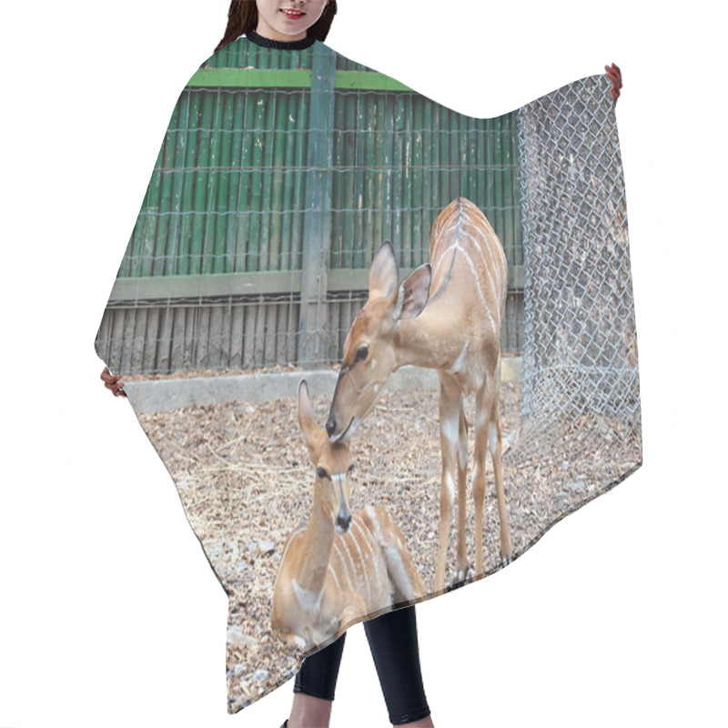 Personality  Black Buck Mother And Baby Hair Cutting Cape