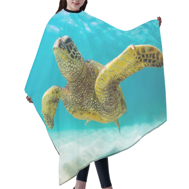 Personality  Hawaiian Green Sea Turtle Cruising In The Warm Waters Of The Pacific Ocean In Hawaii Hair Cutting Cape