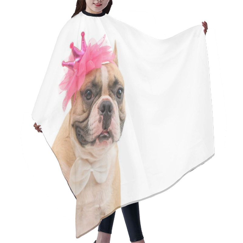 Personality  Cute French Bulldog  Wears A Pink Headband And White Bow Tie Isolated On White Background With Clipping Path, Pet And Animal Concept Hair Cutting Cape