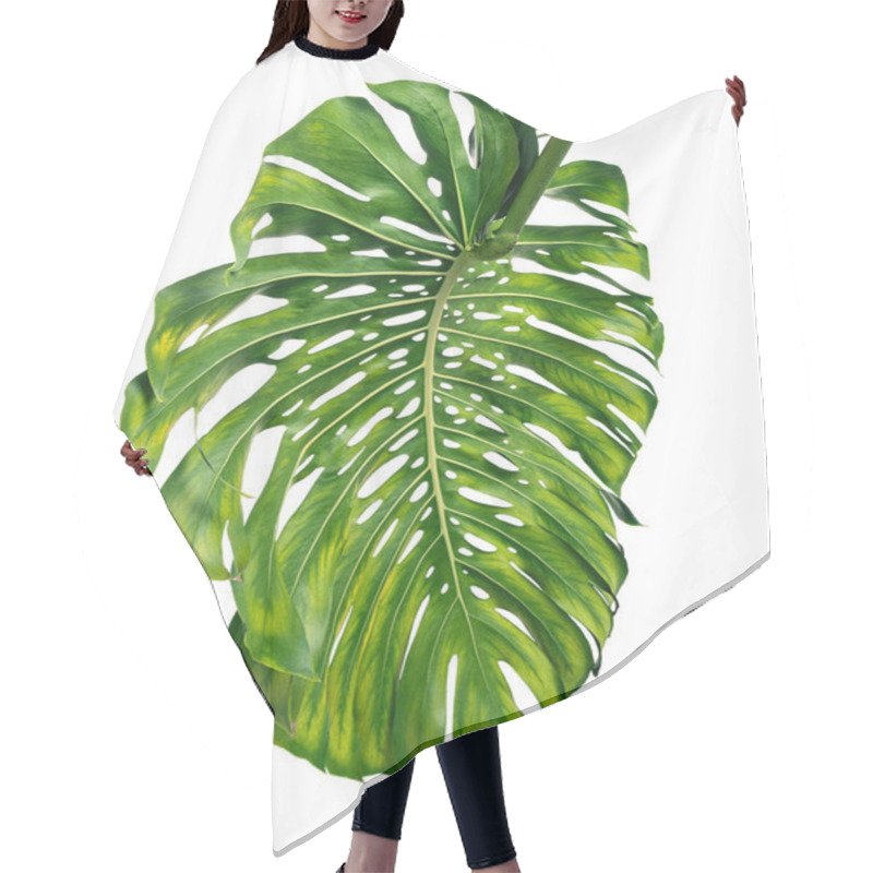 Personality  Monstera Deliciosa Leaf Or Swiss Cheese Plant, Isolated On White Background, With Clipping Path Hair Cutting Cape