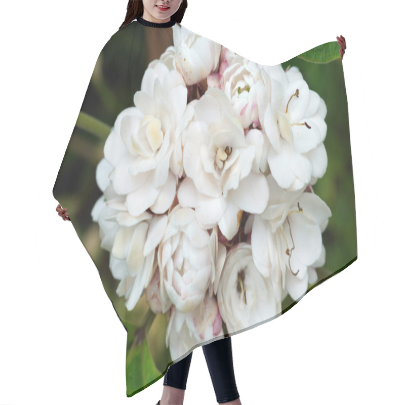 Personality  Blooming Rose Clerodendrum (Clerodendrum Fragrans) Flower. Hair Cutting Cape