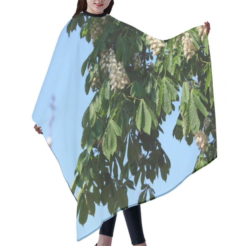 Personality  Flowering Branches Of Chestnut  Hair Cutting Cape