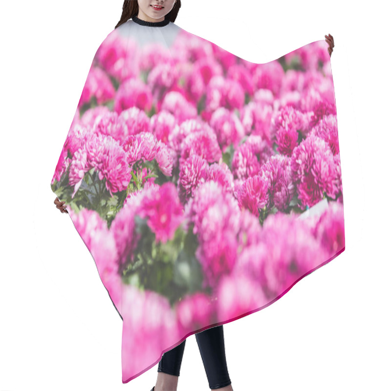 Personality  Pink Blooming Chrysanthemum Flowers In Nursery Hair Cutting Cape