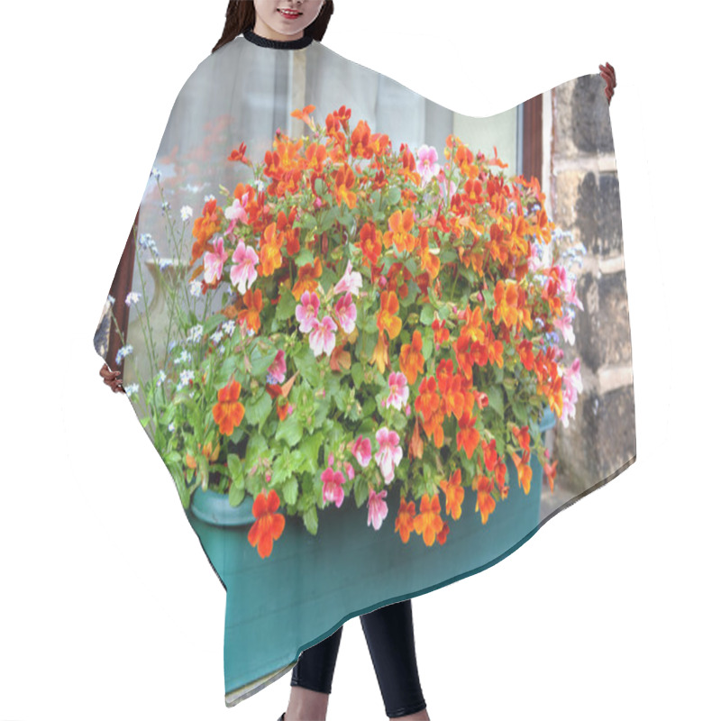 Personality  Window Box With Nemesia Flowers. Hair Cutting Cape