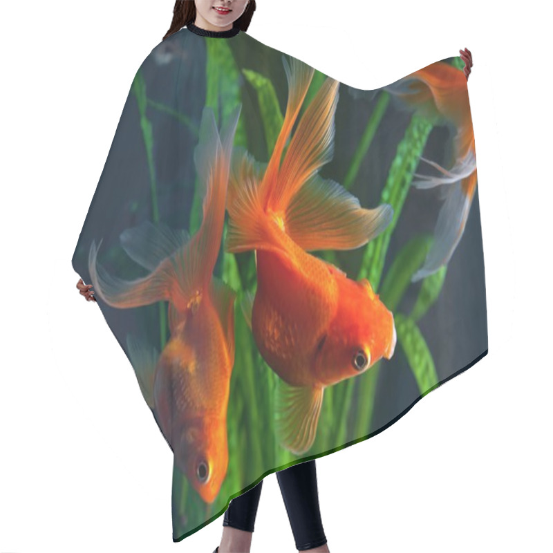 Personality  Goldfish, Aquarium, A Fish On The Background Of Aquatic Plants Hair Cutting Cape