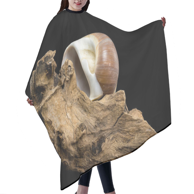 Personality  A Polished Brown Moon Snail Shell With Subtle Cream And White Spirals, Resting Elegantly On Textured Driftwood Against A Stark Black Background, Showcasing Its Natural Beauty And Smooth Finish Hair Cutting Cape