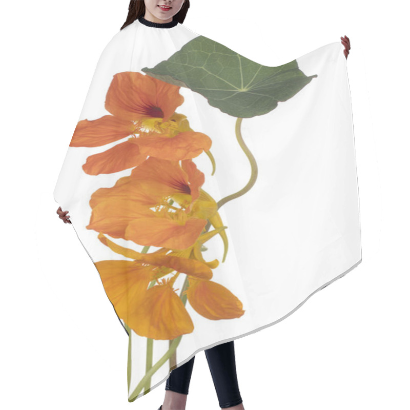 Personality  Nasturtium Flower Isolated Hair Cutting Cape