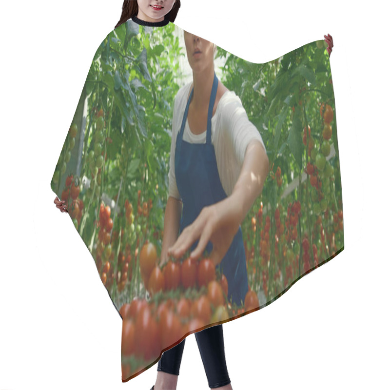 Personality  Greenhouse Entrepreneur Collecting Fresh Tomatoes On Sunny Modern Plantation Hair Cutting Cape