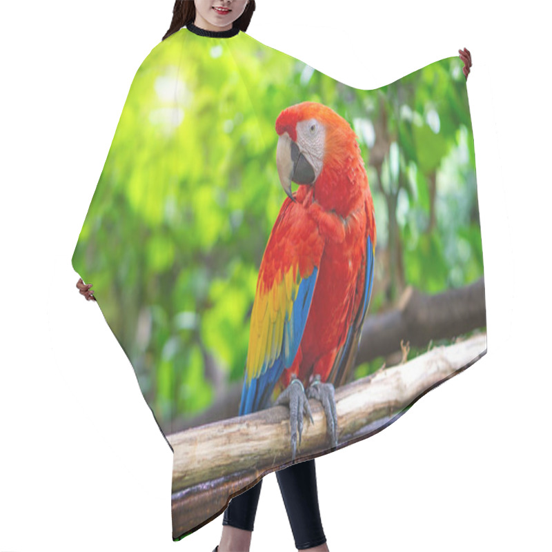 Personality  Red Macaw Parrot Is Sticking On Branches Hair Cutting Cape